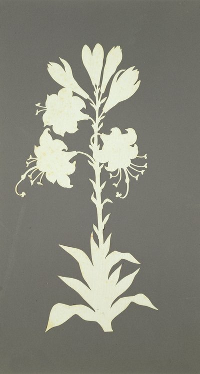 Flower by Philipp Otto Runge